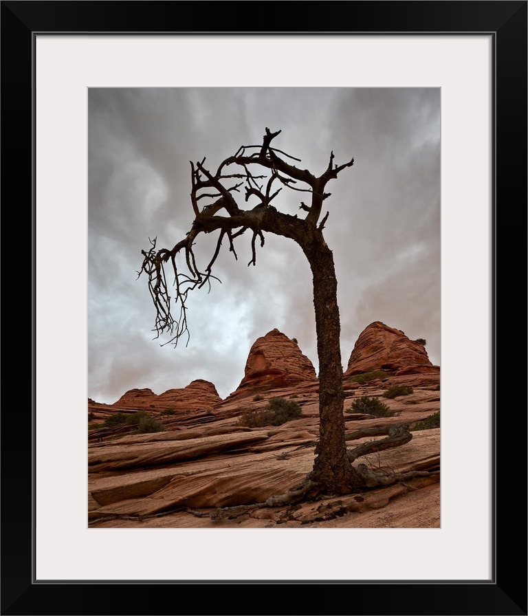 Dead evergreen tree and sandstone mounds, Zion National Park, Utah, United States of America, North America