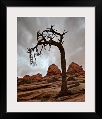 Dead Evergreen Tree And Sandstone Mounds, Zion National Park, Utah