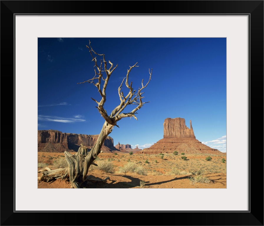 Dead tree in the desert landscape with rock formations, Monument Valley, Arizona