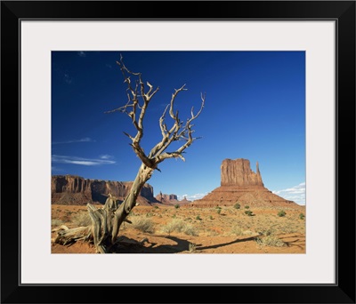 Dead tree in the desert landscape with rock formations, Monument Valley, Arizona