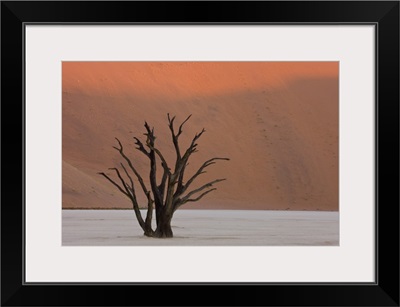 Dead Vlei, Sossusvlei, Namib Desert, Namibia, Africa