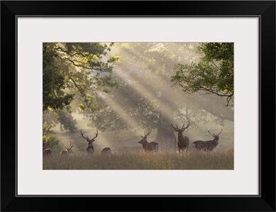 Deer in morning mist, Woburn Abbey Park, Woburn, Bedfordshire, England