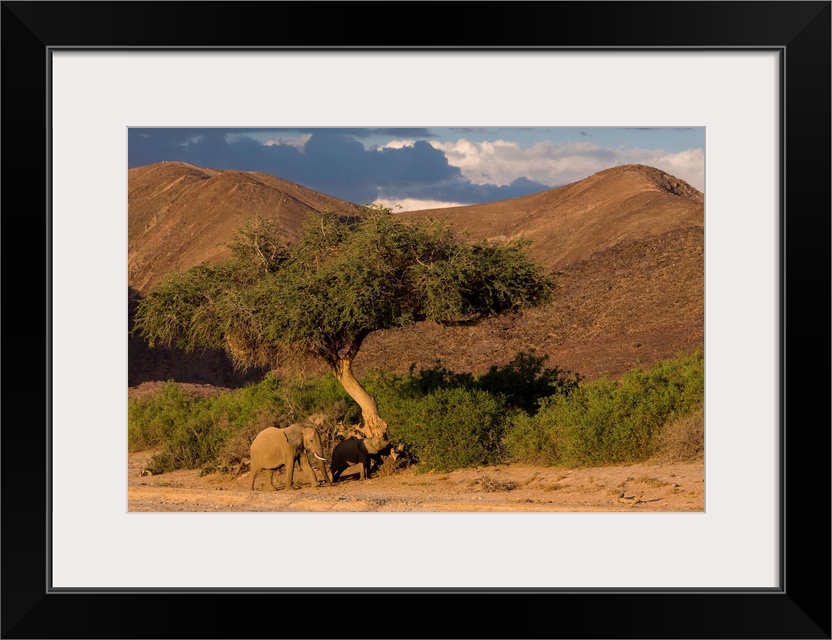 Desert-dwelling elephants in dry river bed, Namibia, Africa