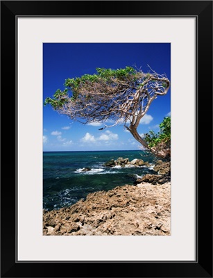 Divi divi tree, Cudarebe Point, Aruba, West Indies, Dutch Caribbean, Central America