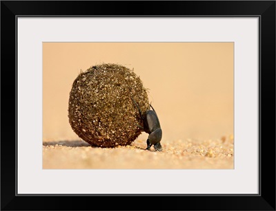 Dung beetle pushing a ball of dung, Masai Mara National Reserve, Kenya