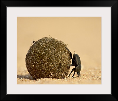 Dung beetle rolling a dung ball, Kruger National Park, South Africa, Africa