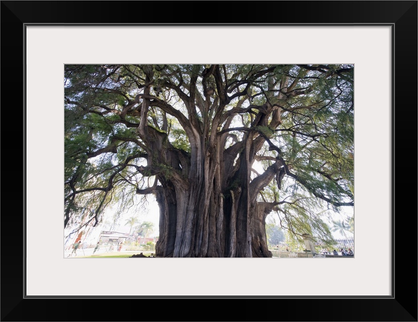 El Tule tree, the worlds largest tree by circumference, Oaxaca state, Mexico