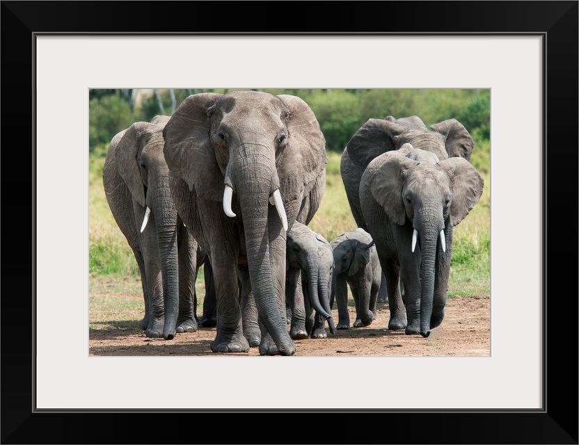 Elephant herd walking to the river to drink, Masai Mara National Reserve, Kenya, Africa