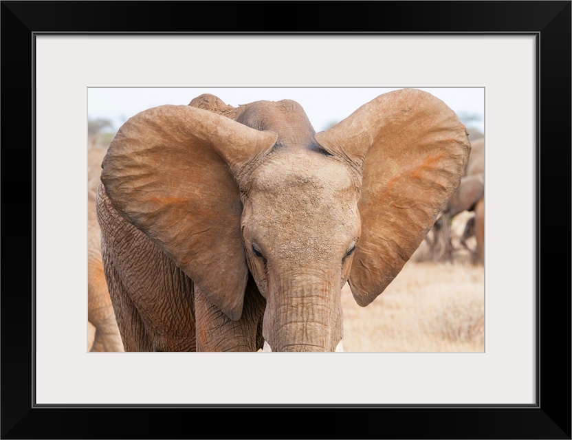 Elephant (Loxodonta africana), Tsavo East National Park, Kenya, East Africa, Africa