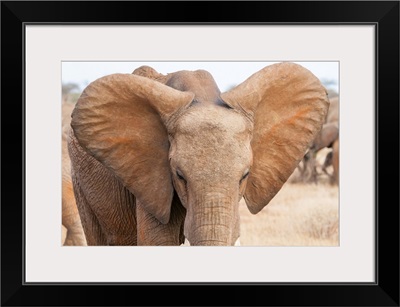 Elephant (Loxodonta Africana), Tsavo East National Park, Kenya, East Africa, Africa