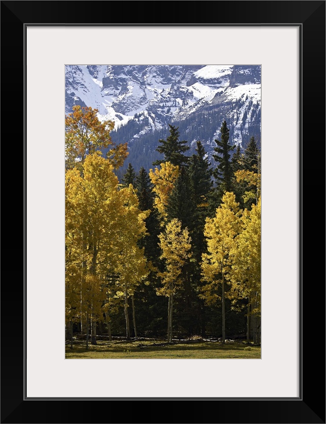 Fall colors of aspens with evergreens, near Ouray, Colorado