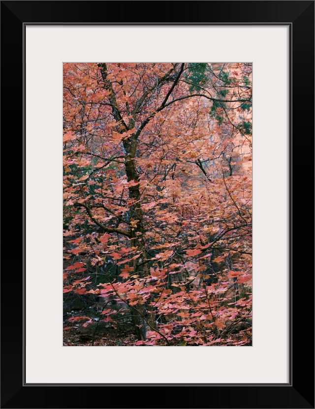 Fall colour, Zion National Park in autumn, Utah, USA