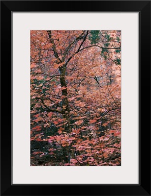 Fall colour, Zion National Park in autumn, Utah, USA