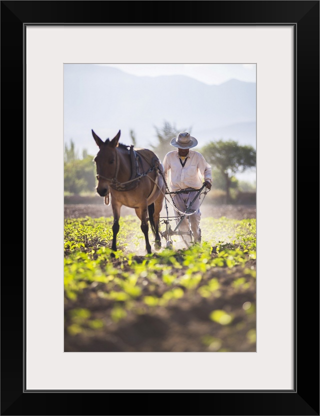Farmer in the Cachi Valley, Calchaqui Valleys, Salta Province, North Argentina, Argentina, South America