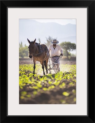 Farmer In The Cachi Valley, Calchaqui Valleys, Salta Province, Argentina