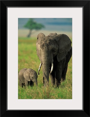 Female and calf, African elephant, Masai Mara National Reserve, Kenya