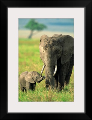 Female and calf, African elephant, Masai Mara National Reserve, Kenya, East Africa