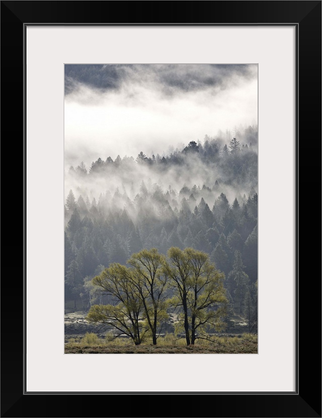 Fog mingling with evergreen trees, Yellowstone National Park, Wyoming