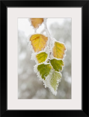 Frost-Covered Birch Leaves, Town Of Cakovice, Prague, Czech Republic