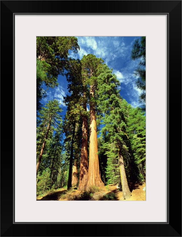 Giant sequoia trees, Mariposa Grove, Yosemite National Park, California