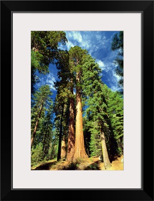 Giant sequoia trees, Mariposa Grove, Yosemite National Park, California