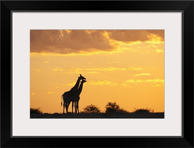 Giraffes, silhouetted at sunset, Etosha National Park, Namibia