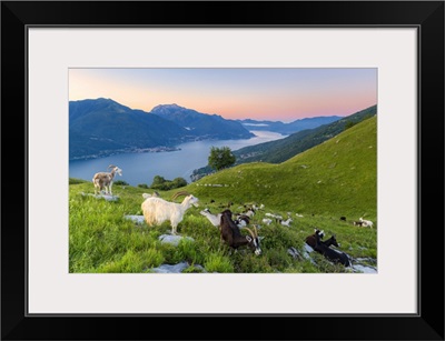 Goats At Pasture Eating And Lake Como At Sunrise, Lombardy, Italian Lakes, Italy