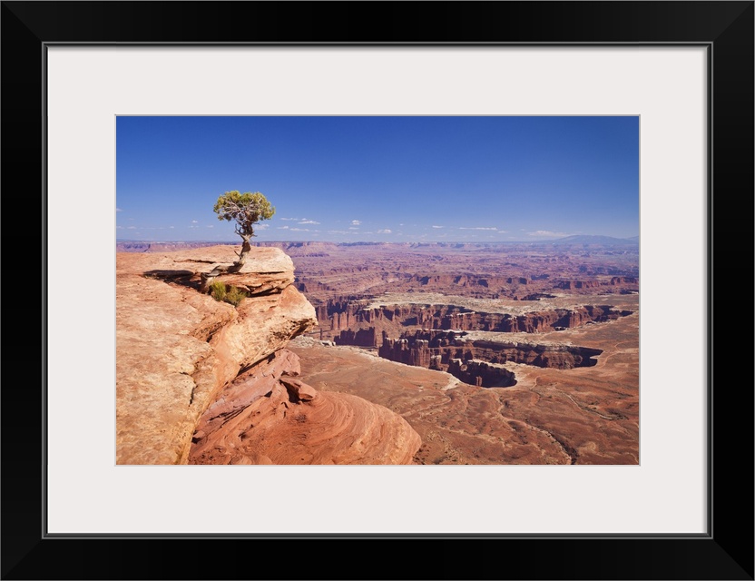 Grand View Point overlook and juniper tree, Canyonlands National Park, Utah