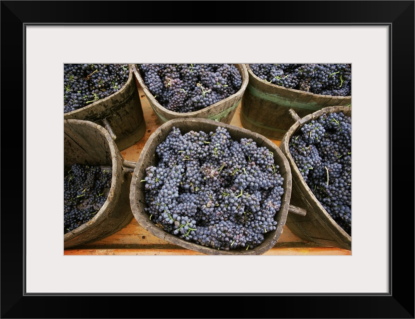 Harvested grapes, St. Joseph, Ardeche, Rhone Alpes, France, Europe