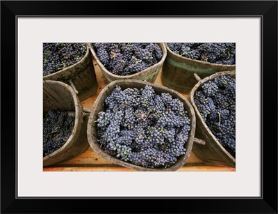 Harvested grapes, St. Joseph, Ardeche, Rhone Alpes, France, Europe