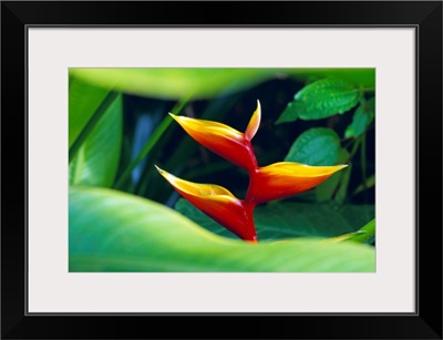 Heliconia flower, tropical rainforest, Dominica, Caribbean