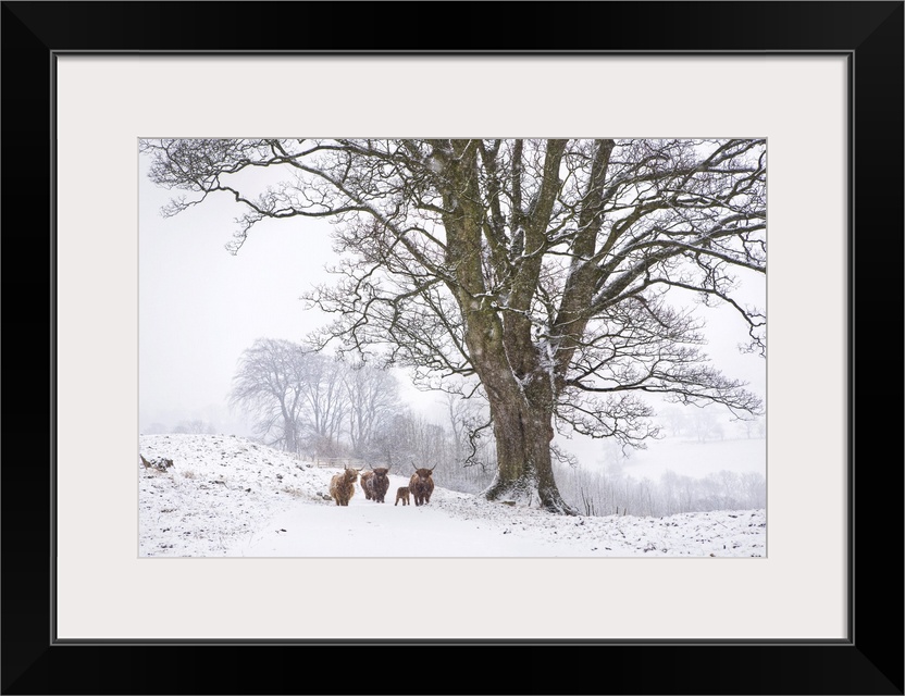 Highland cattle and tree in winter snow, Yorkshire Dales, Yorkshire, England, United Kingdom, Europe