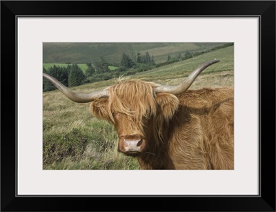 Highland cattle grazing on Dartmoor, Devon, England, UK