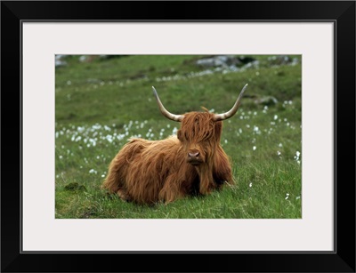 Highland cattle, Isle of Mull, Scotland, United Kingdom, Europe