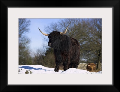 Highland cow in snow, conservation grazing on Arnside Knott, Cumbria, England
