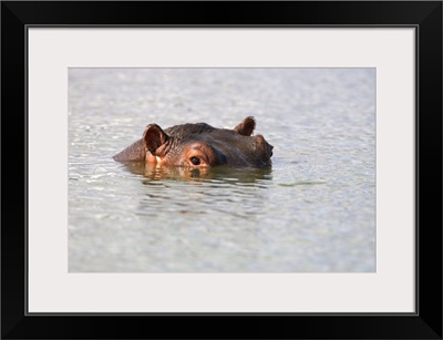 Hippo, Kruger National Park, Mpumalanga, South Africa
