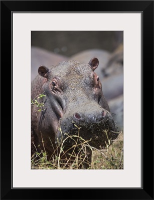 Hippopotamus, Serengeti National Park, Tanzania