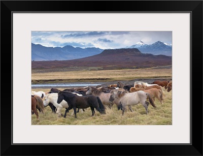Icelandic horses, Eldborg volcano, Snaefellsnes Peninsula, Iceland