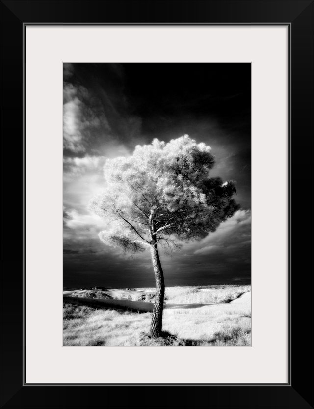 Infra red image of a tree against dark evening sky, near Pienza, Tuscany, Italy