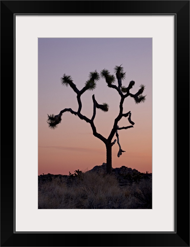 Joshua tree at dawn, Joshua Tree National Park, California