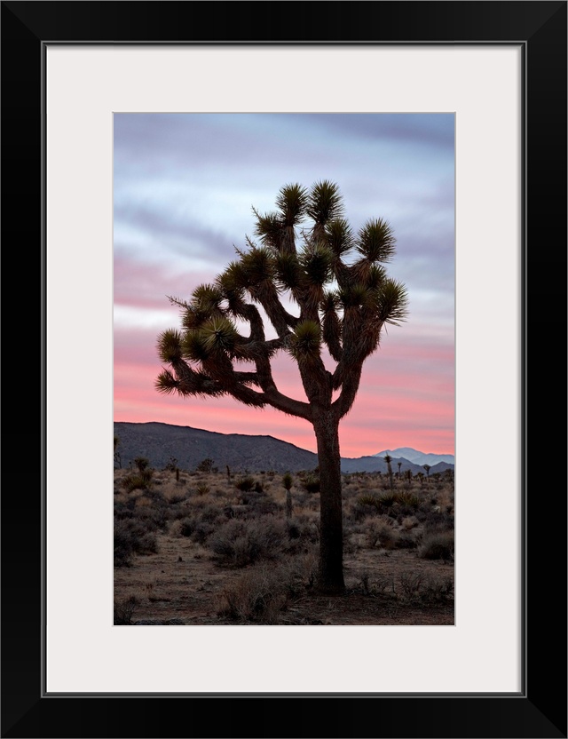 Joshua tree at sunset, Joshua Tree National Park, California