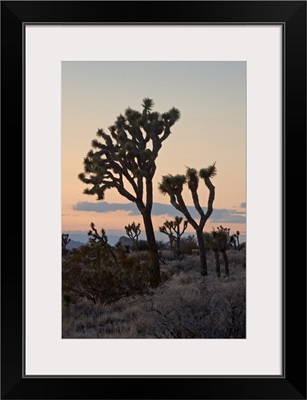 Joshua trees at sunset, Joshua Tree National Park, California