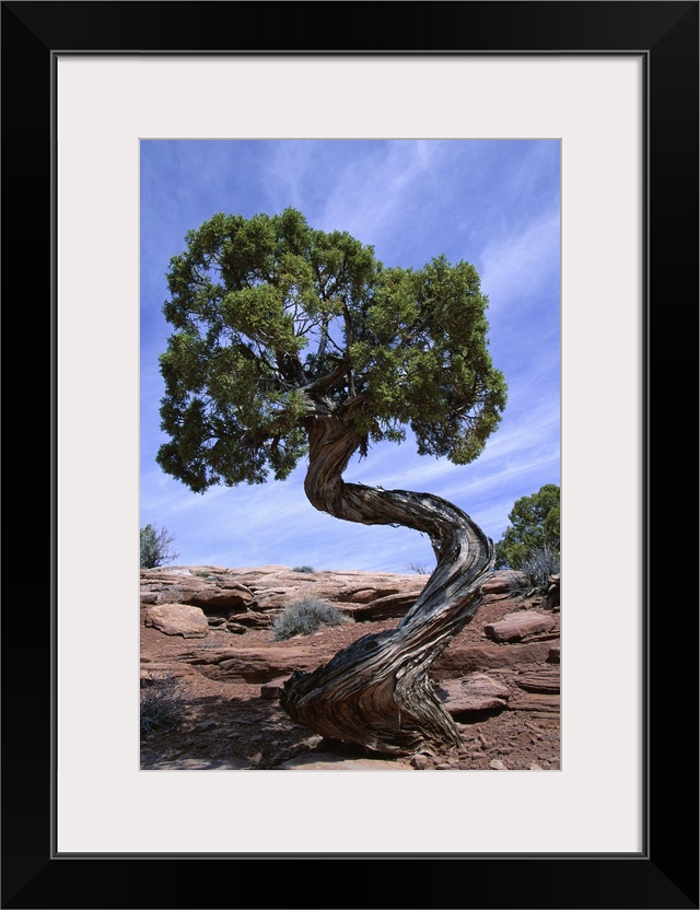 Juniper tree with curved trunk, Canyonlands National Park, Utah