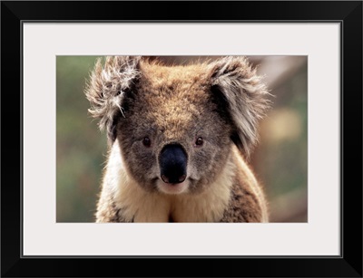 Koala bear, Phillip Island, Victoria, Australia, Pacific