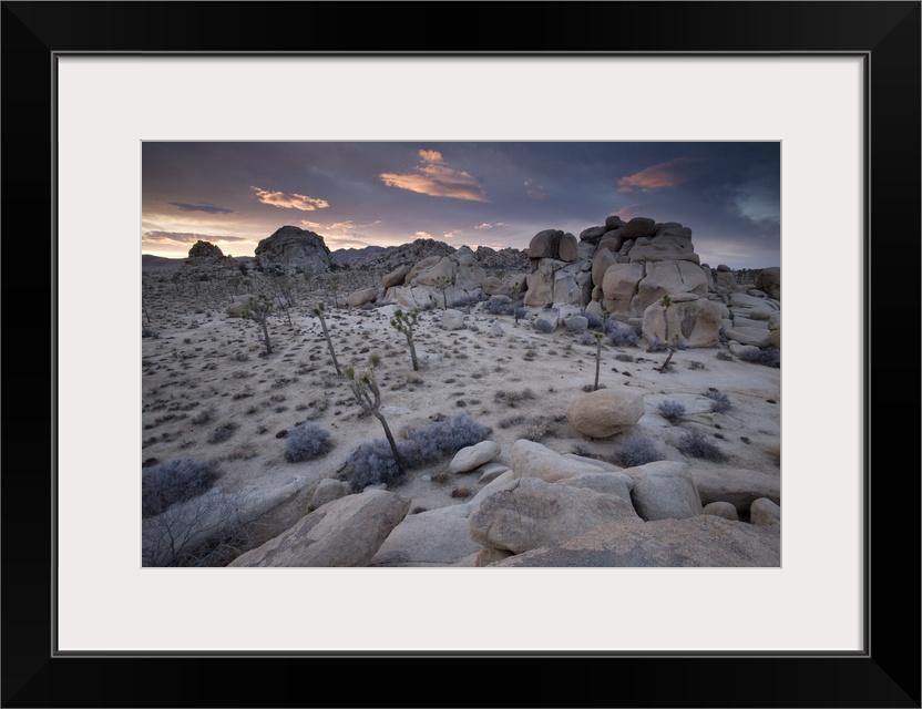 Landscape, Joshua Tree National Park, California