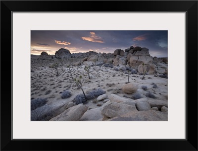 Landscape, Joshua Tree National Park, California