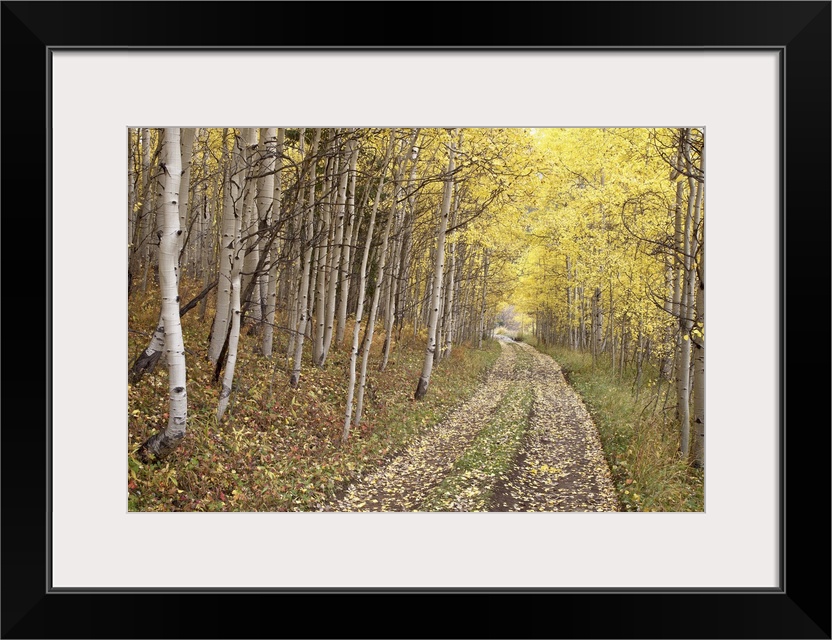 Lane through fall aspens, Ophir Pass, Uncompahgre National Forest, Colorado