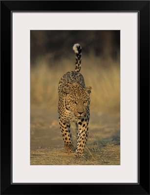 Leopard, Duesternbrook Private Game Reserve, Windhoek, Namibia, Africa