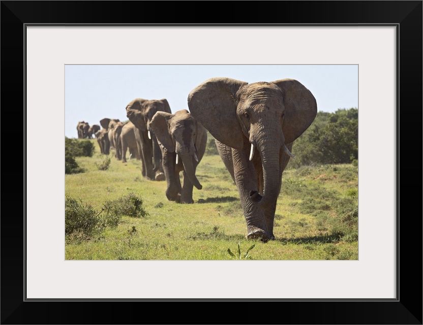 Line of African elephant, Addo Elephant National Park, South Africa