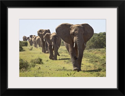 Line of African elephant, Addo Elephant National Park, South Africa